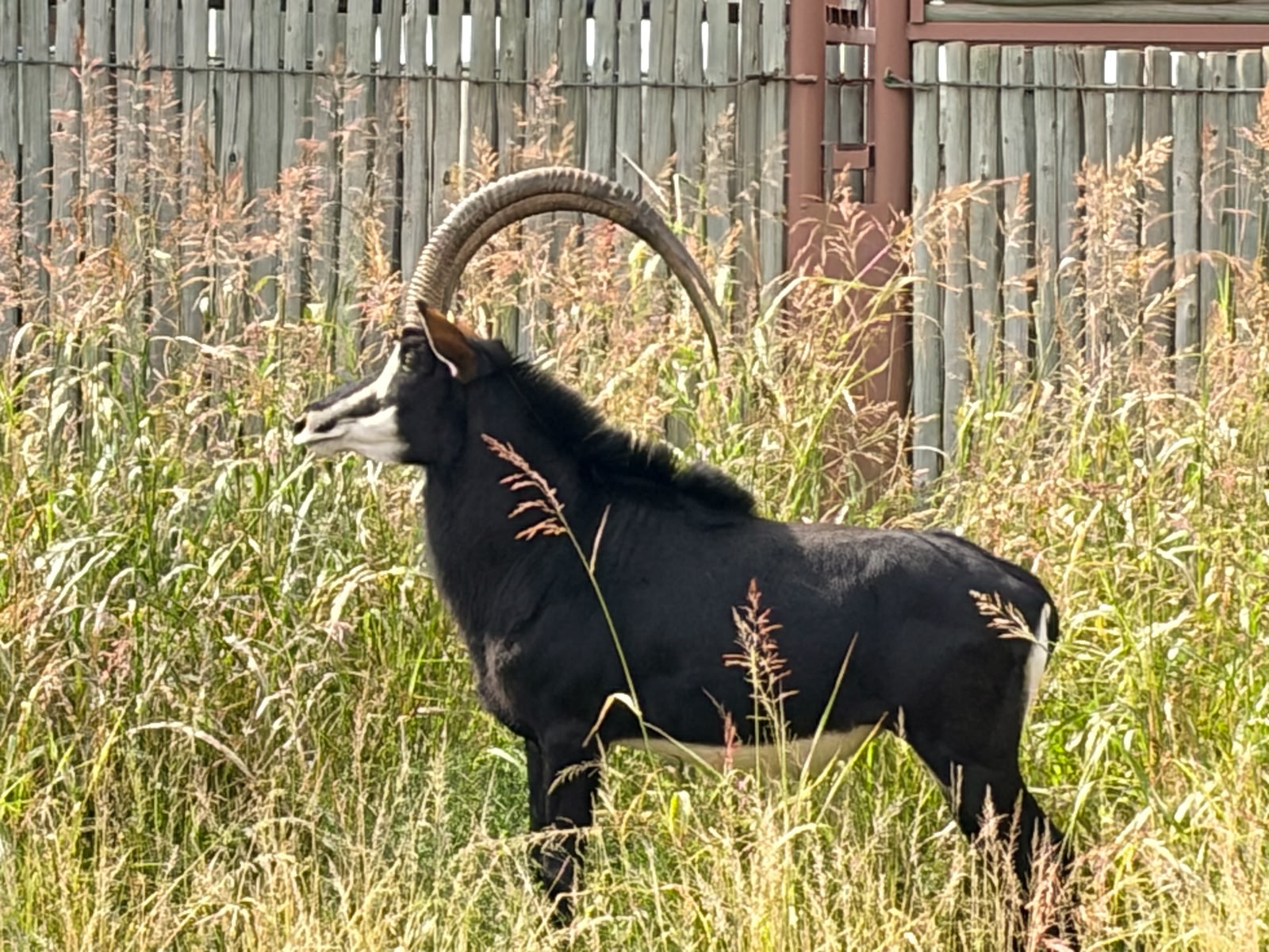 44 3/8" Sable bull